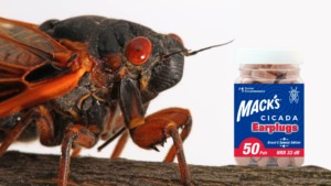 cicada ear plugs